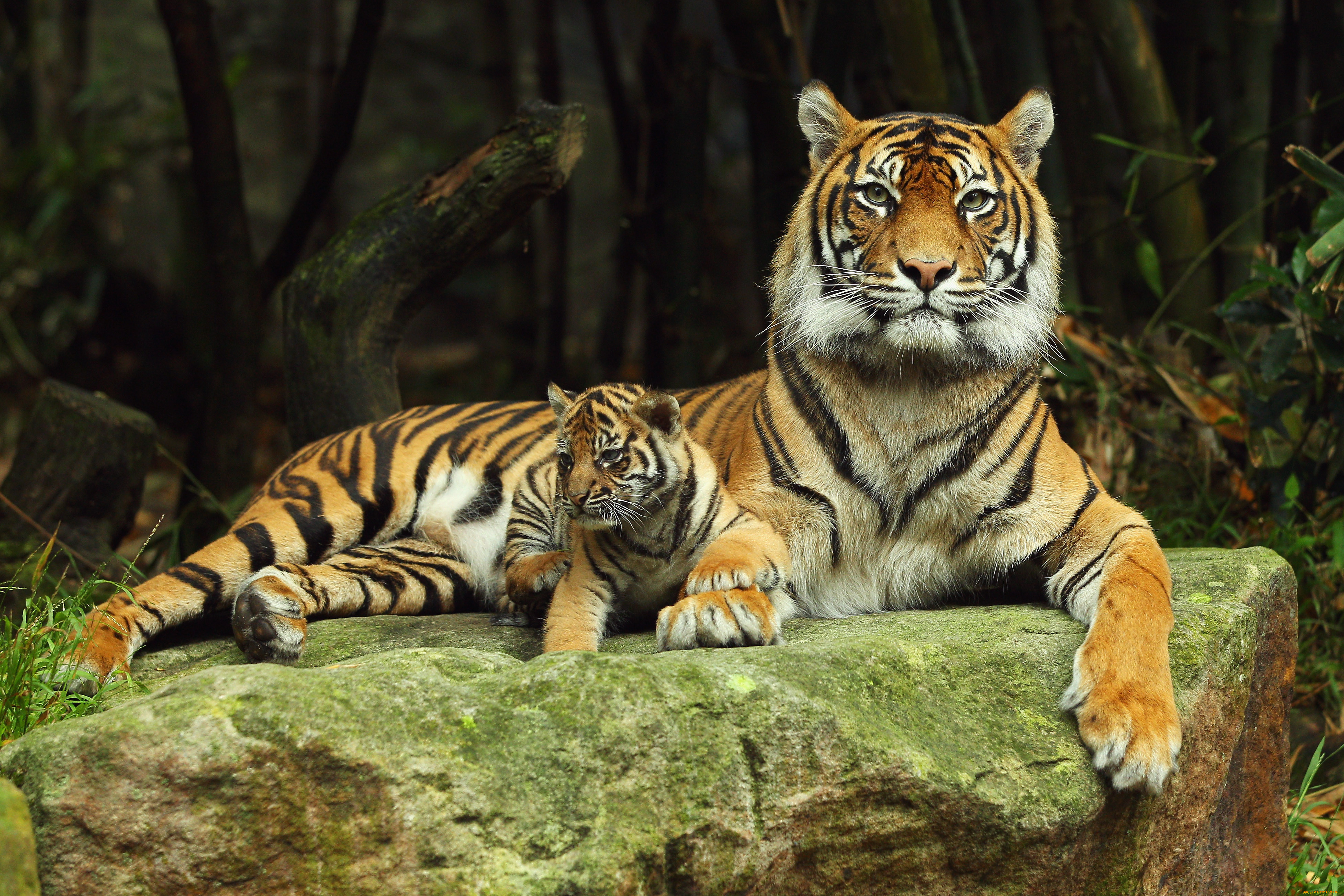 Big jpg image. Суматранский тигр и Амурский. Тайгер тигр. Амурский тигр. Уссурийский тигр.